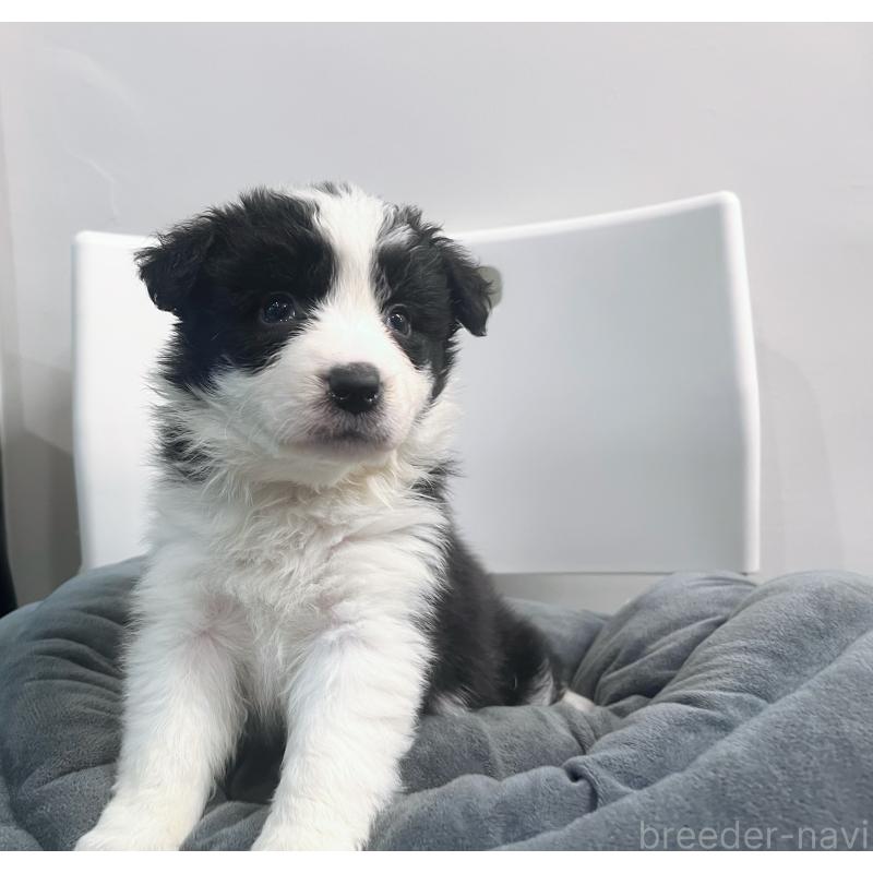 販売中の東京都のボーダーコリー-434190の10枚目