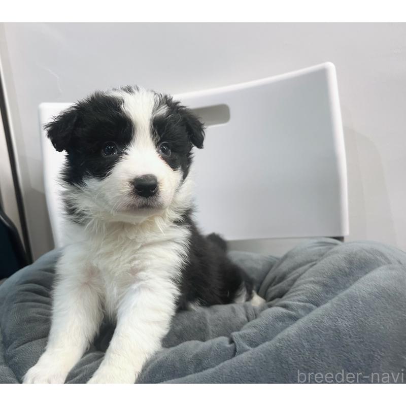 販売中の東京都のボーダーコリー-434190の9枚目