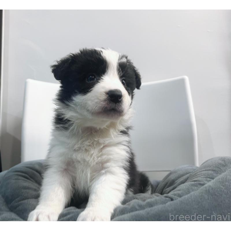 販売中の東京都のボーダーコリー-434190の8枚目