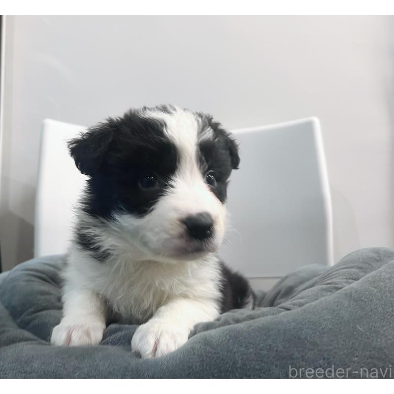 販売中の東京都のボーダーコリー-434190の7枚目