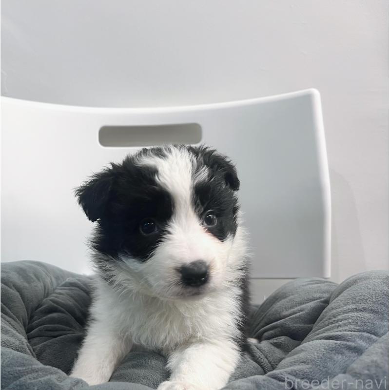 販売中の東京都のボーダーコリー-434190の6枚目