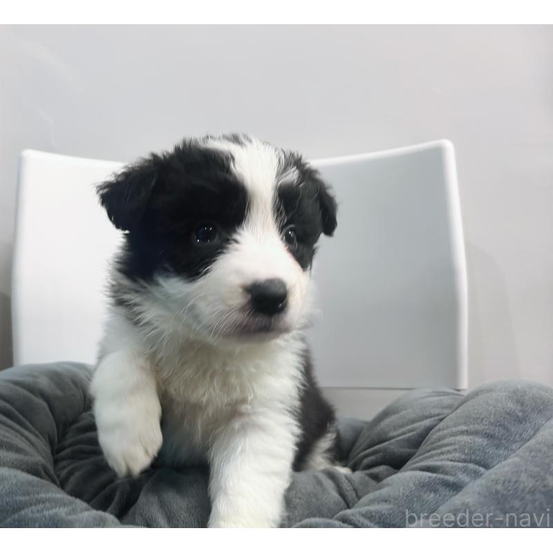 販売中の東京都のボーダーコリー-434190の5枚目