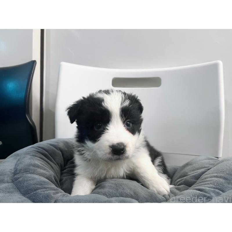 販売中の東京都のボーダーコリー-434190の4枚目