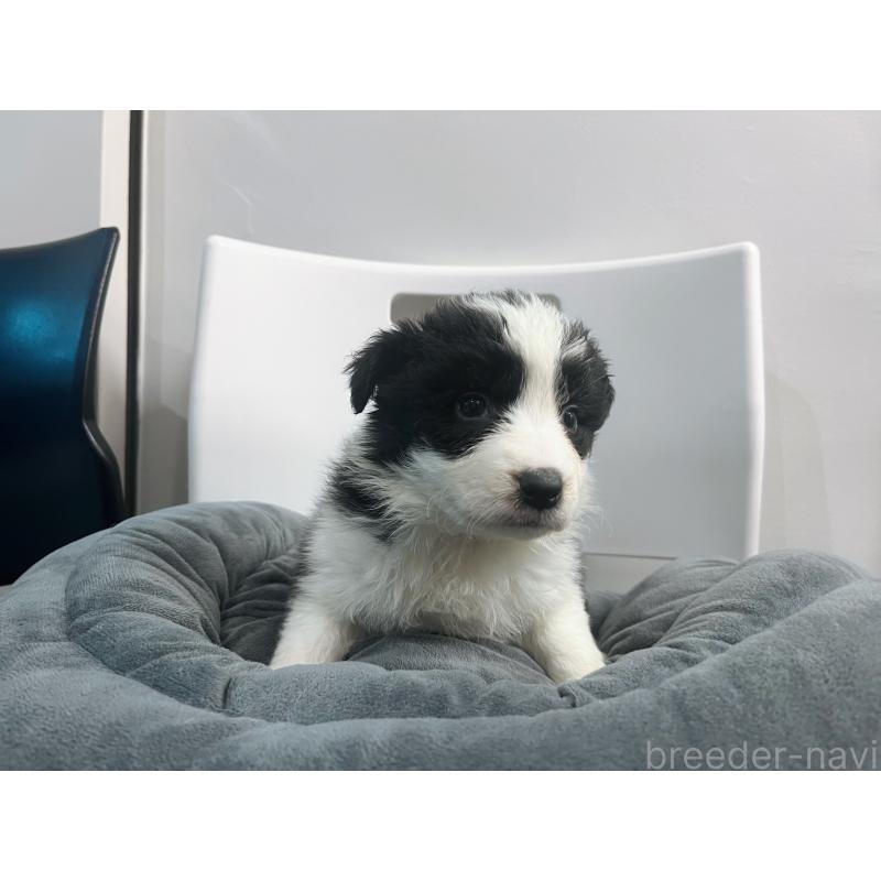 販売中の東京都のボーダーコリー-434190の3枚目