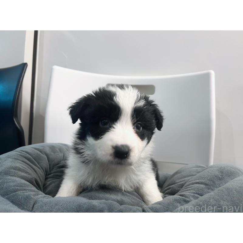 販売中の東京都のボーダーコリー-434190の2枚目