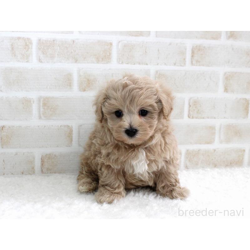 販売中の千葉県のマルプー:マルチーズ×トイプードル-434192の3枚目