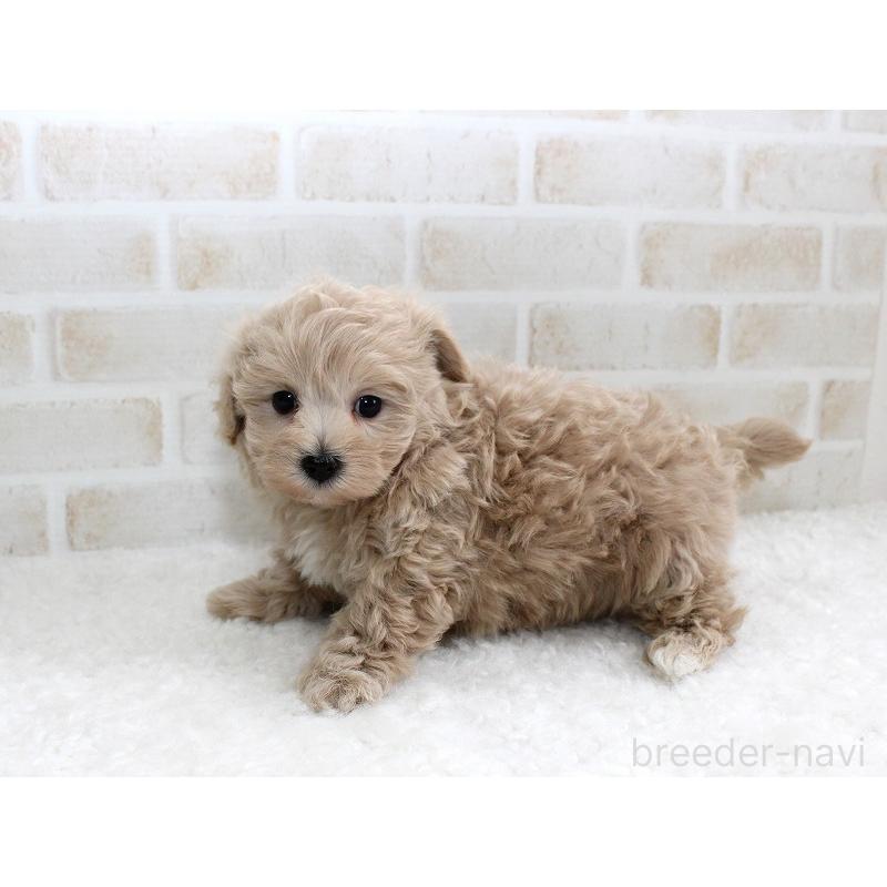 販売中の千葉県のマルプー:マルチーズ×トイプードル-434192の2枚目