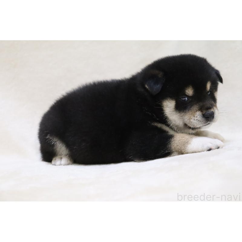 販売中の滋賀県の柴犬-434191の13枚目