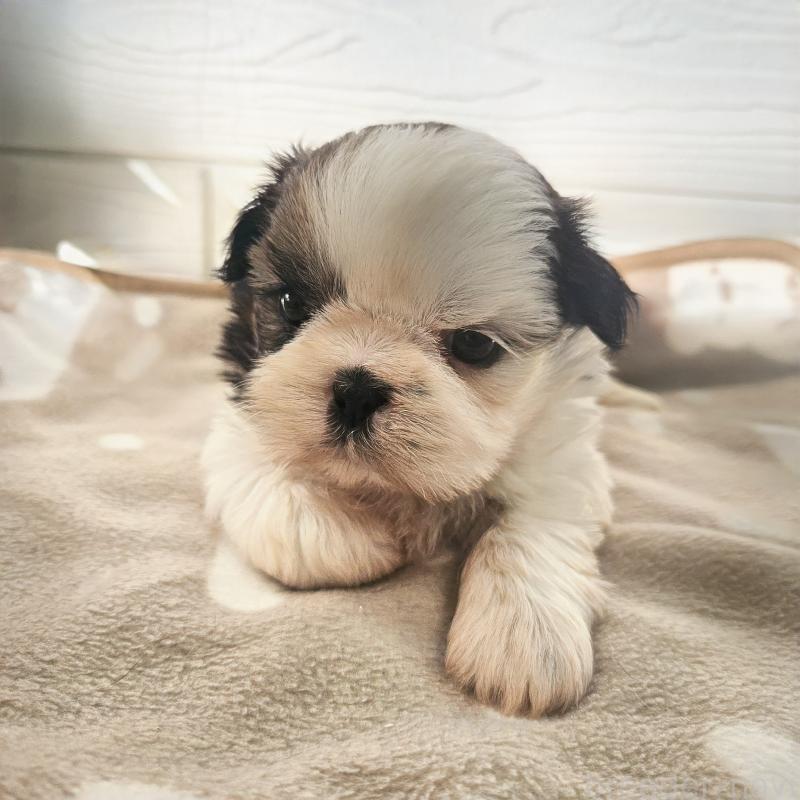 販売中の福岡県のシーズー-428443