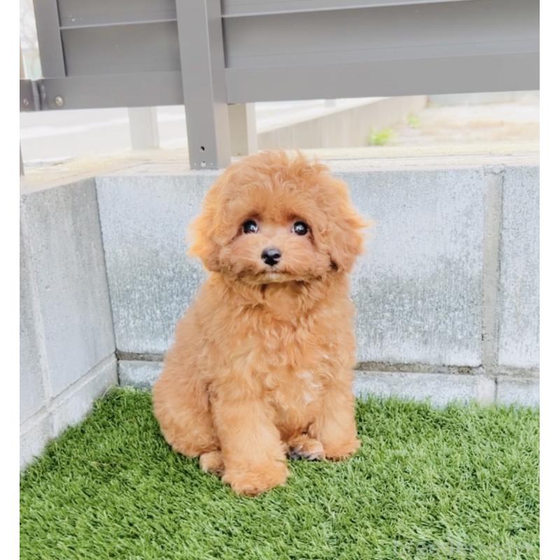 販売中の福岡県のタイニープードル-434193の8枚目