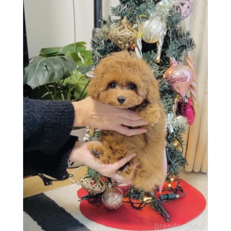 販売中の福岡県のタイニープードル-434193の7枚目