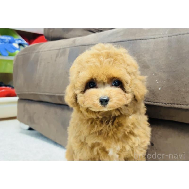 販売中の福岡県のタイニープードル-434193の6枚目
