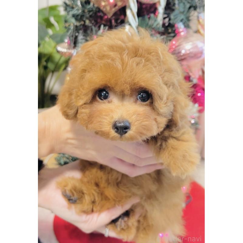 販売中の福岡県のタイニープードル-434193の5枚目