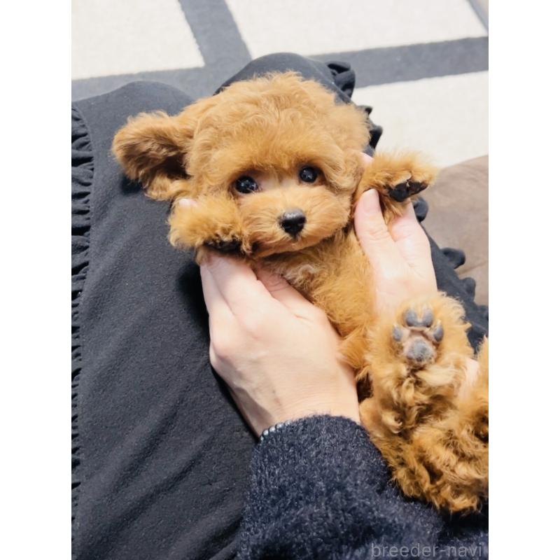 販売中の福岡県のタイニープードル-434193の4枚目