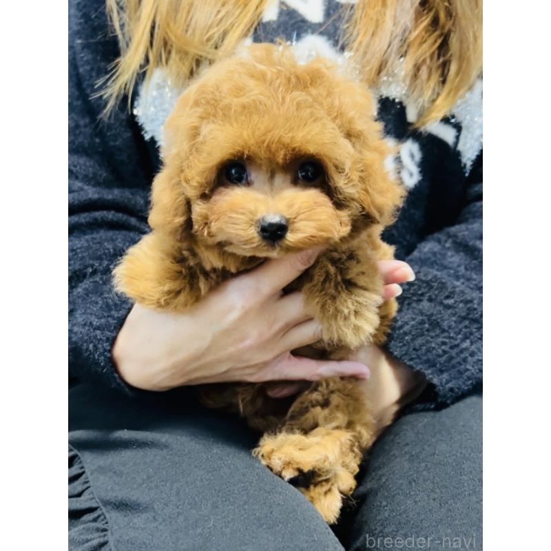 販売中の福岡県のタイニープードル-434193の3枚目