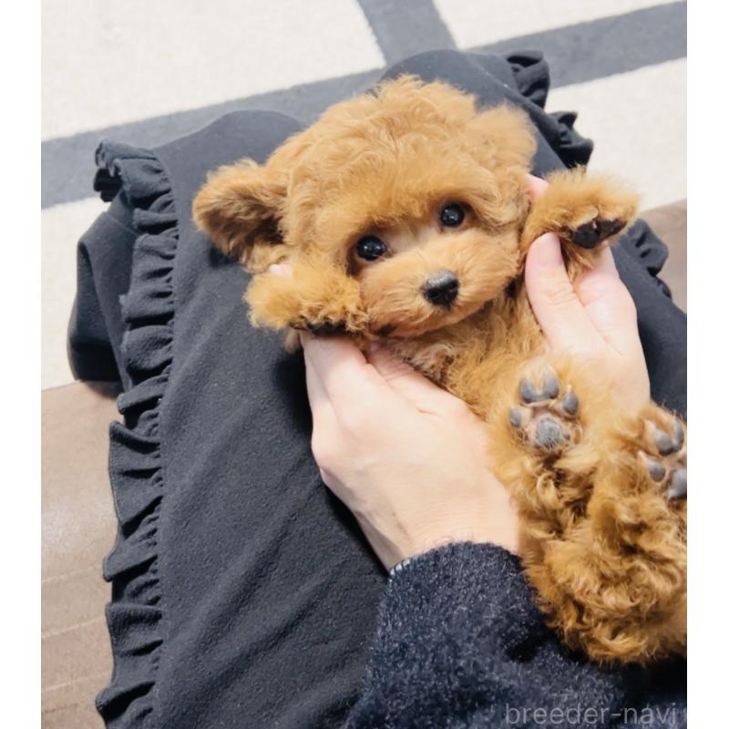 販売中の福岡県のタイニープードル-434193の2枚目