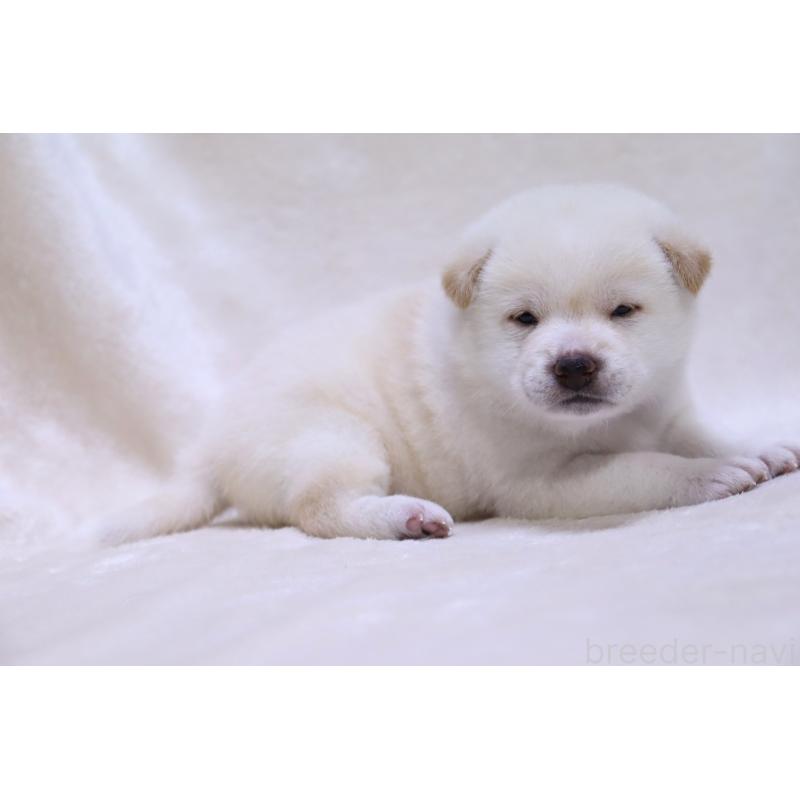 販売中の滋賀県の柴犬-434194の15枚目