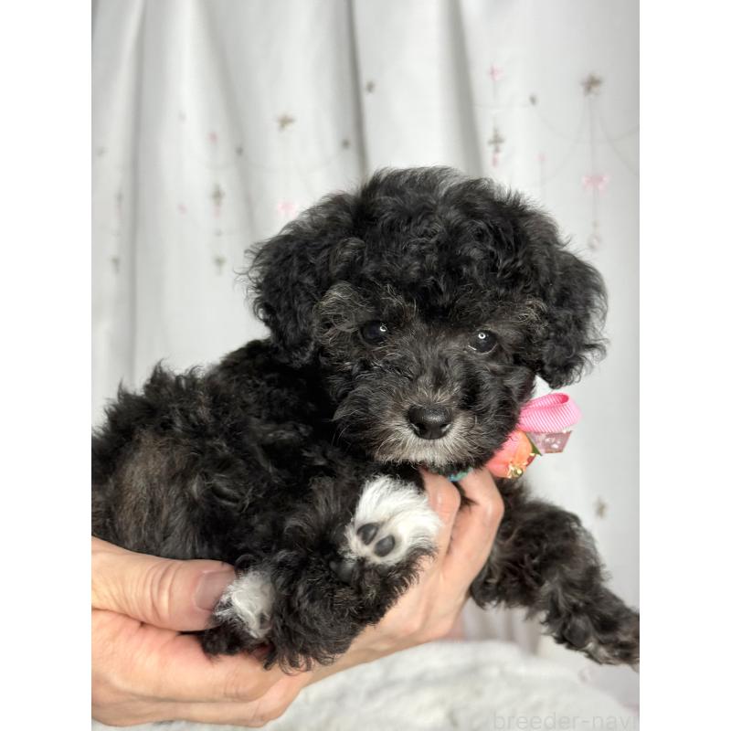 成約済の大阪府のタイニープードル-432544の15枚目