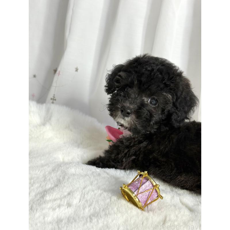 成約済の大阪府のタイニープードル-432544の14枚目