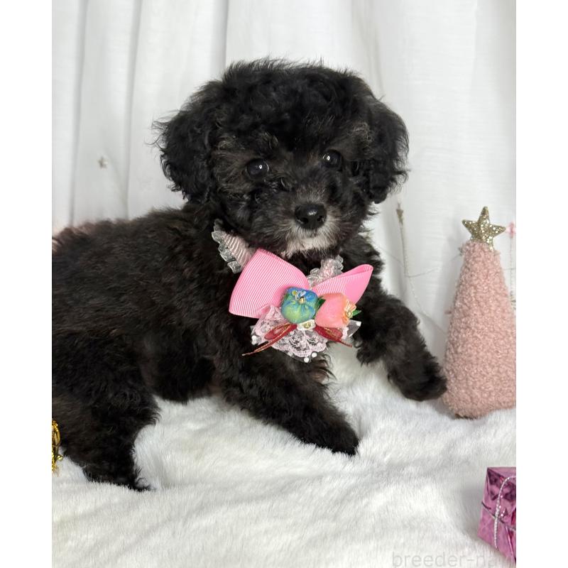 成約済の大阪府のタイニープードル-432544の13枚目