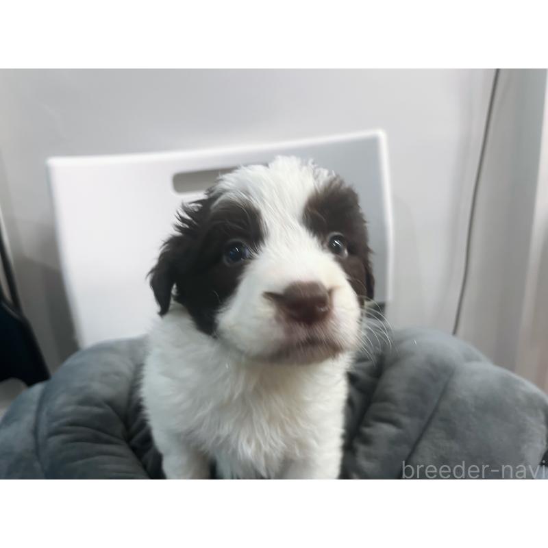 販売中の東京都のボーダーコリー-434195の9枚目