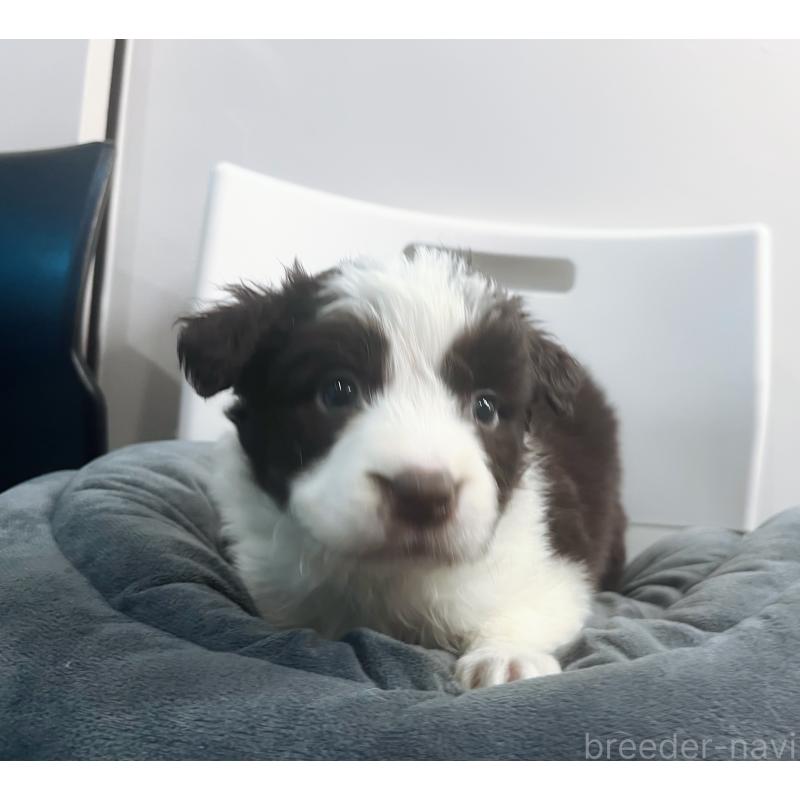 販売中の東京都のボーダーコリー-434195の8枚目