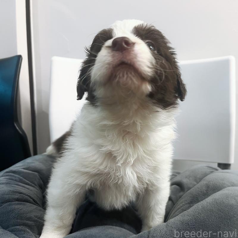 販売中の東京都のボーダーコリー-434195の7枚目