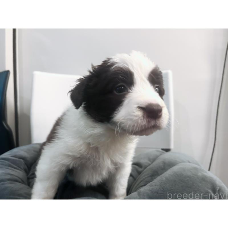 販売中の東京都のボーダーコリー-434195の6枚目