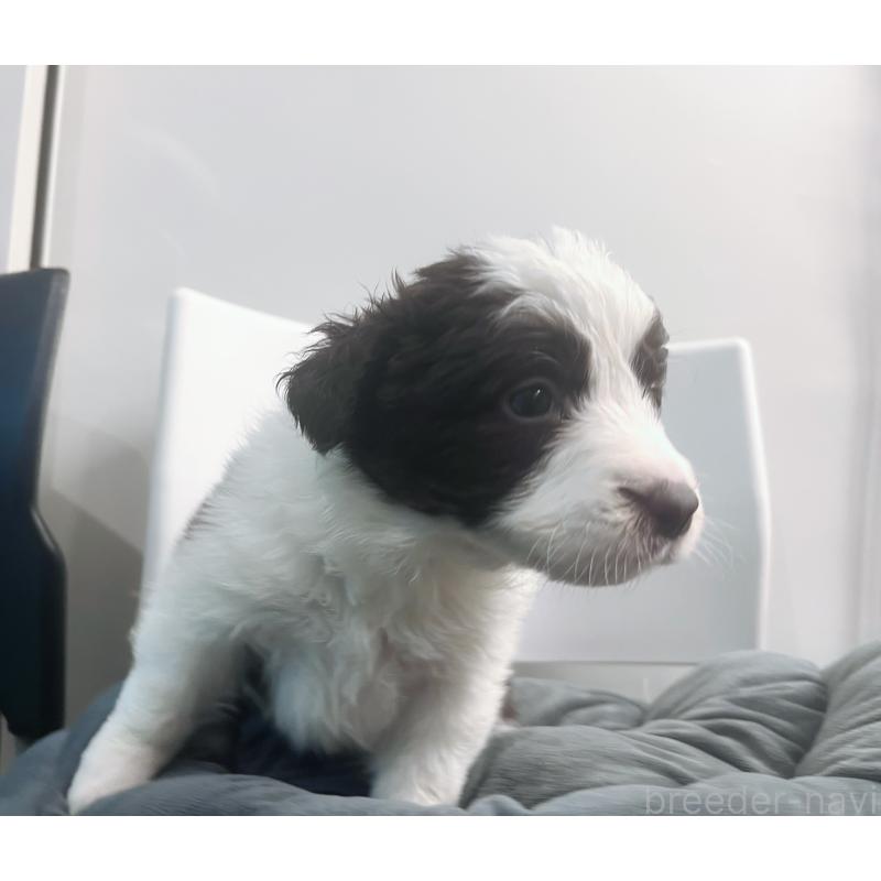 販売中の東京都のボーダーコリー-434195の5枚目