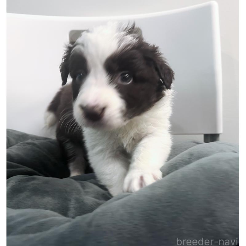 販売中の東京都のボーダーコリー-434195の4枚目