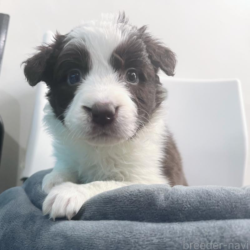 販売中の東京都のボーダーコリー-434195の3枚目