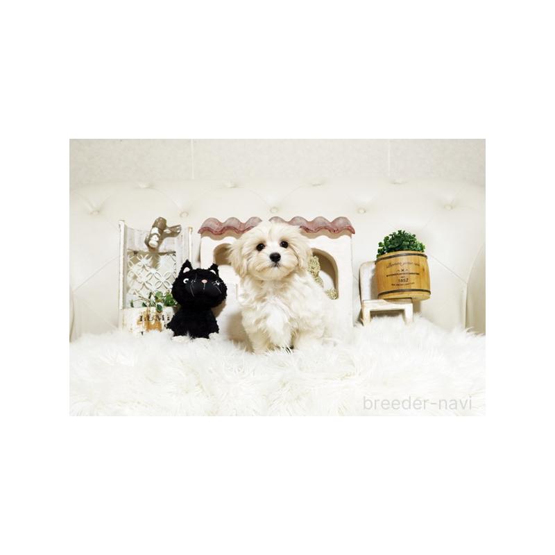 販売中の佐賀県のミックス犬-430875の5枚目