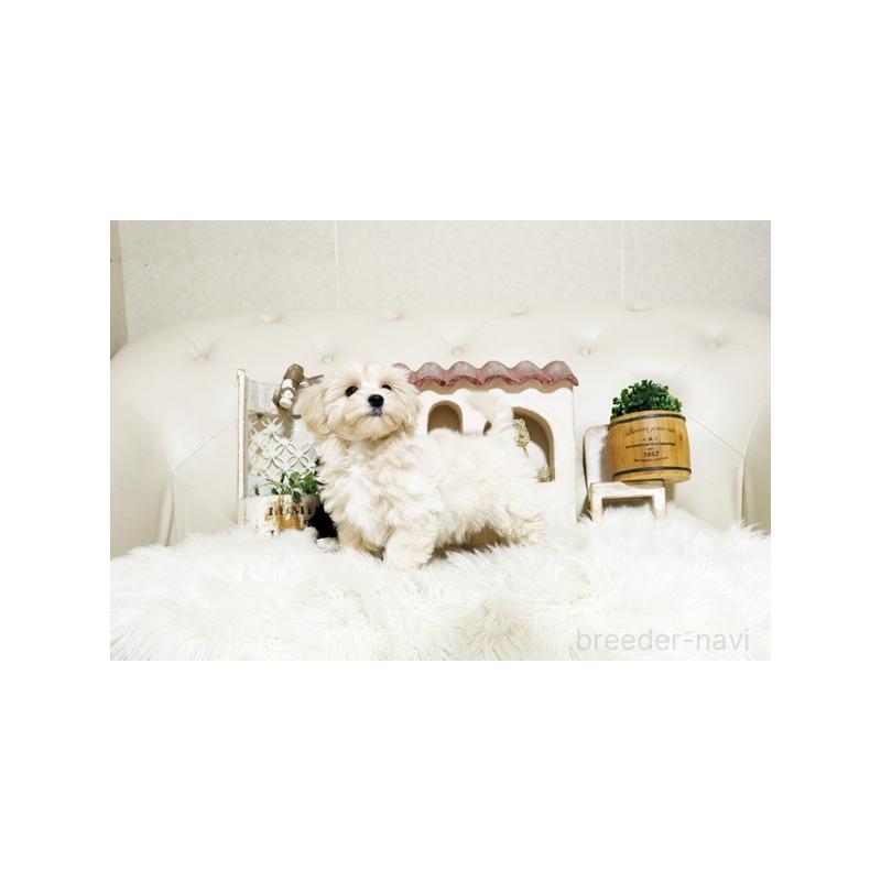 販売中の佐賀県のミックス犬-430875の4枚目