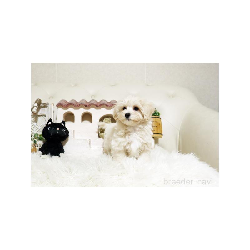 販売中の佐賀県のミックス犬-430875の3枚目