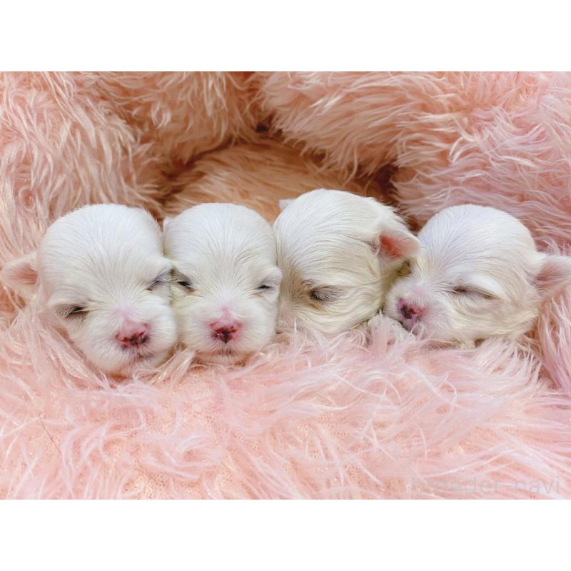 販売中の新潟県のマルチーズ-434197の3枚目