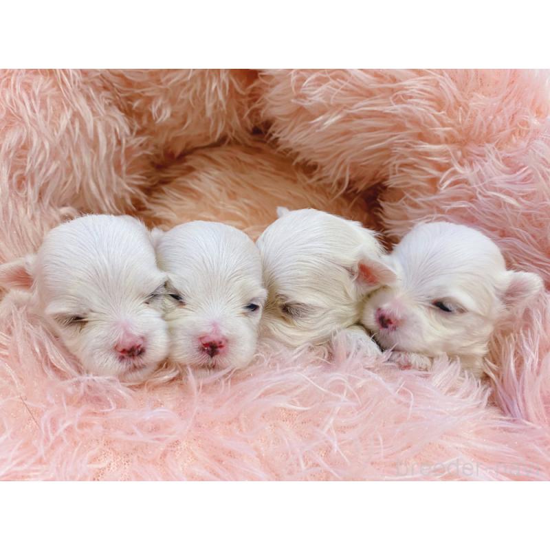 販売中の新潟県のマルチーズ-434197の2枚目