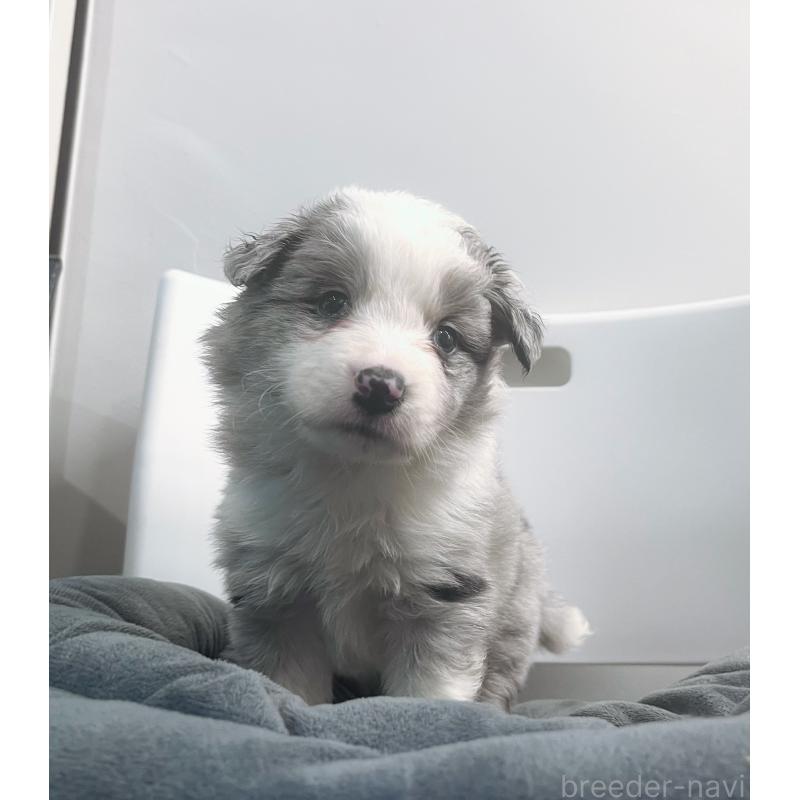 販売中の東京都のボーダーコリー-434198の9枚目