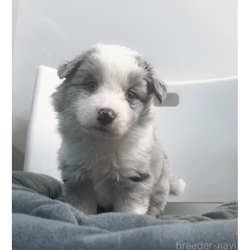 販売中の東京都のボーダーコリー-434198の8枚目