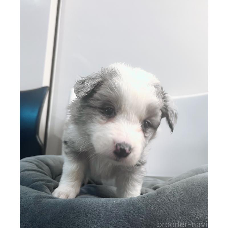 販売中の東京都のボーダーコリー-434198の7枚目