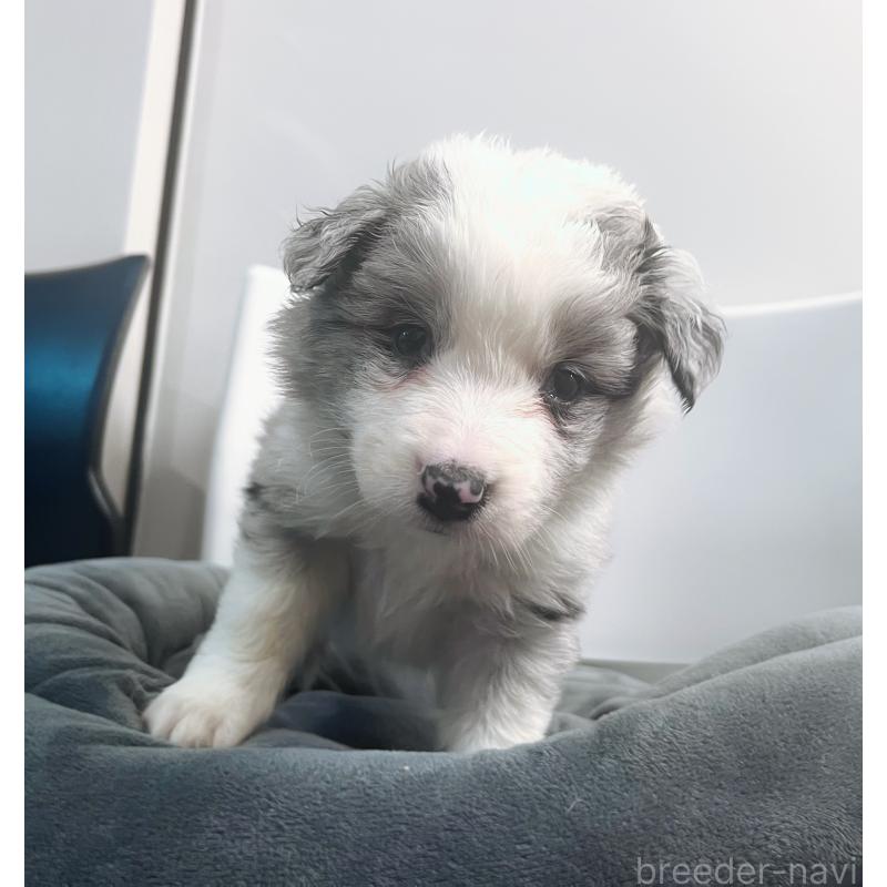 販売中の東京都のボーダーコリー-434198の6枚目