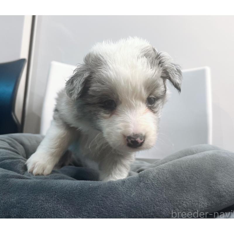 販売中の東京都のボーダーコリー-434198の5枚目