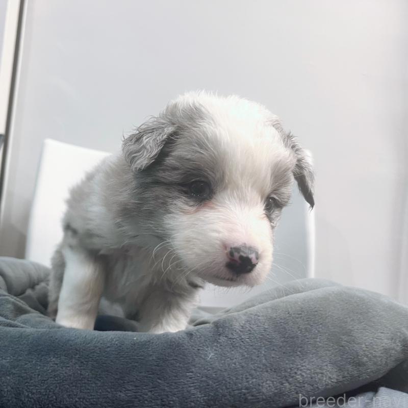 販売中の東京都のボーダーコリー-434198の4枚目