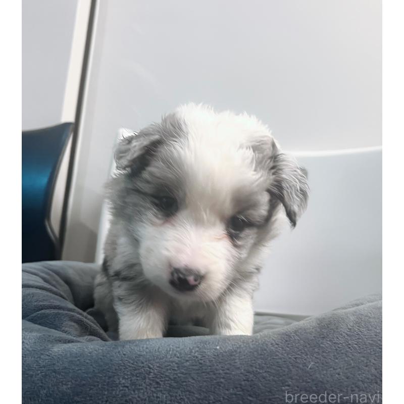 販売中の東京都のボーダーコリー-434198の3枚目