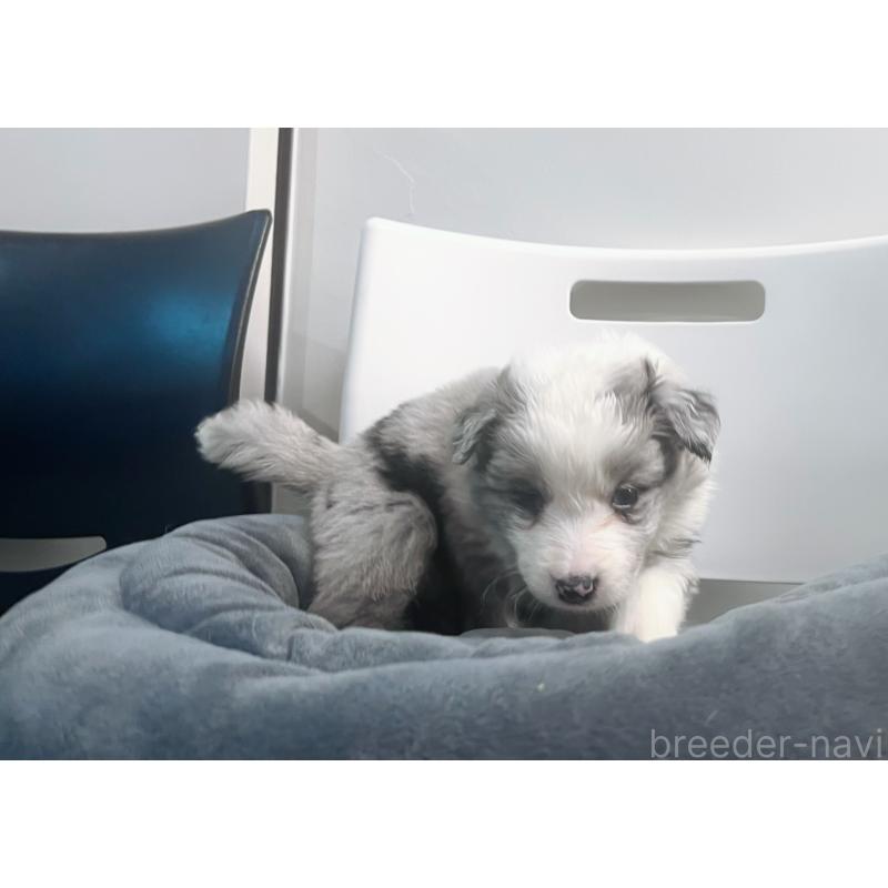 販売中の東京都のボーダーコリー-434198の2枚目