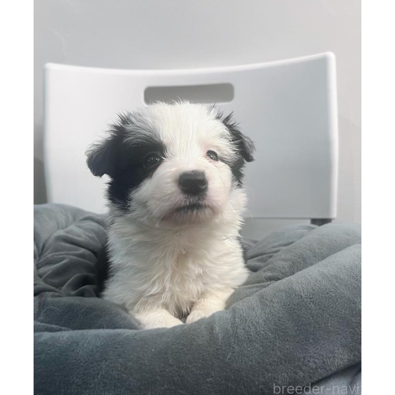 販売中の東京都のボーダーコリー-434199の7枚目