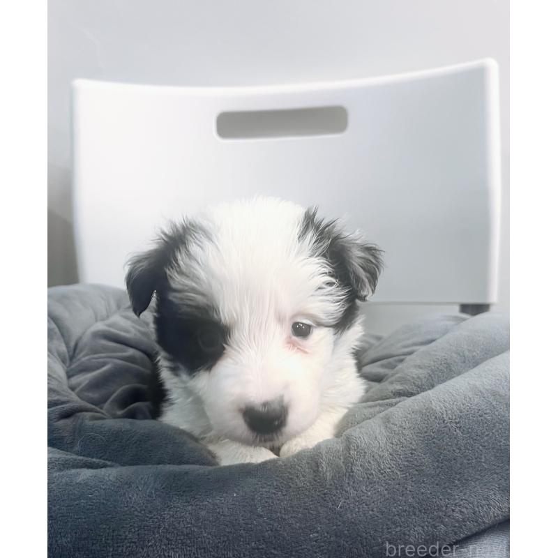 販売中の東京都のボーダーコリー-434199の6枚目