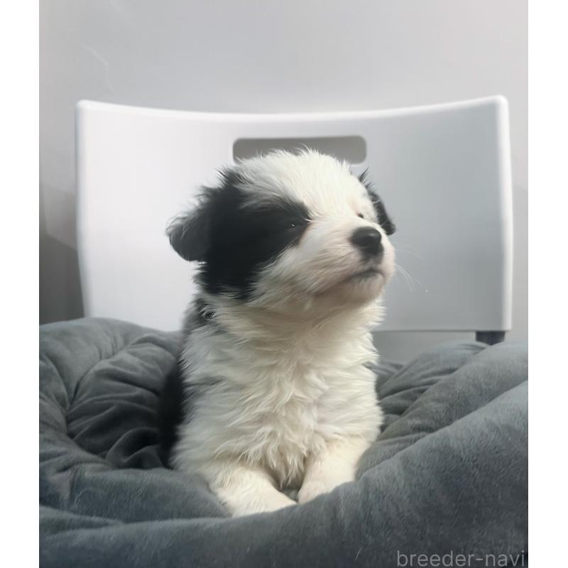 販売中の東京都のボーダーコリー-434199の5枚目