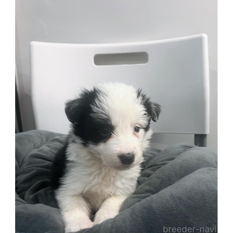 販売中の東京都のボーダーコリー-434199の4枚目