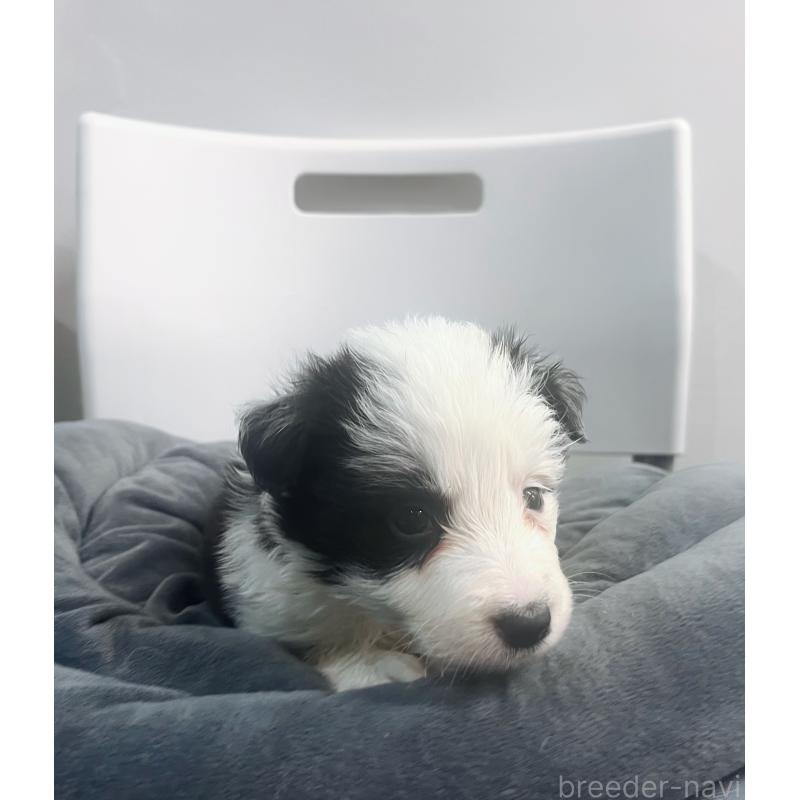 販売中の東京都のボーダーコリー-434199の3枚目