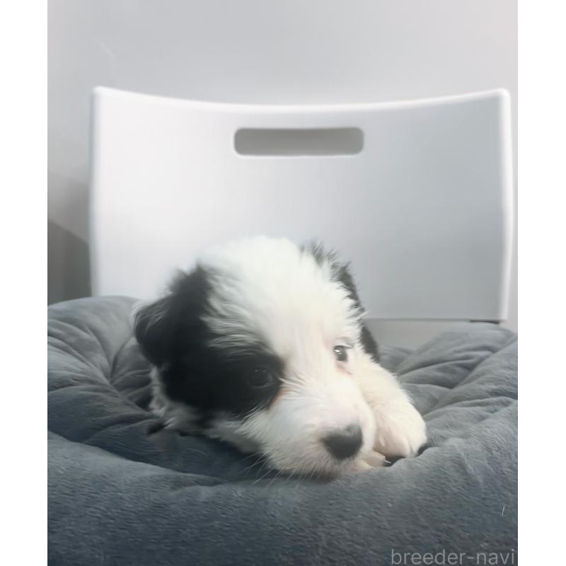 販売中の東京都のボーダーコリー-434199の2枚目